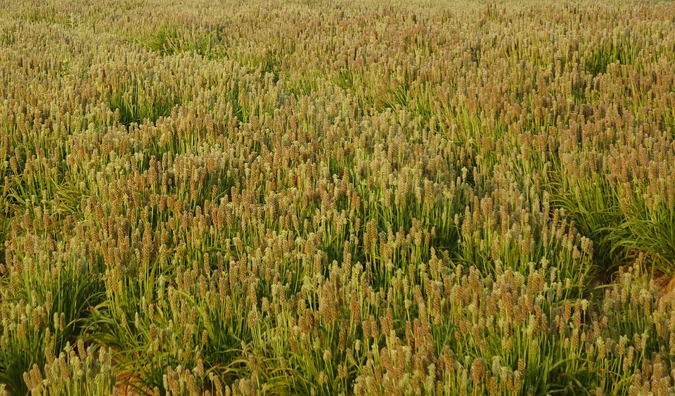Indický jitrocel neboli psyllium