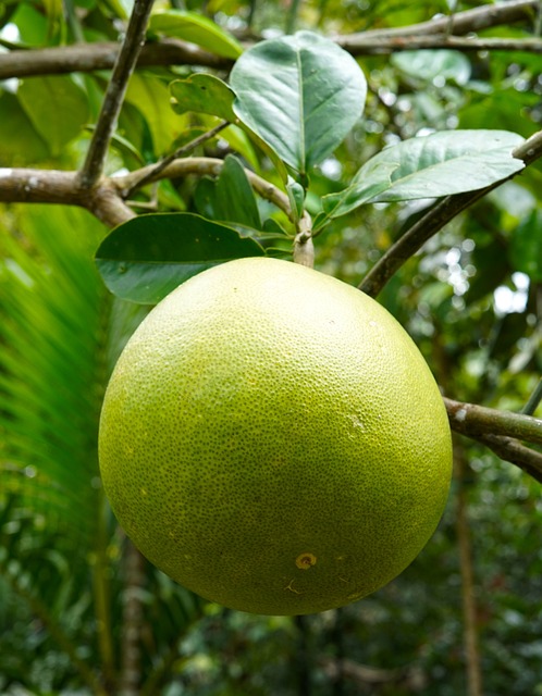 Pomelo-super zdravé ovoce